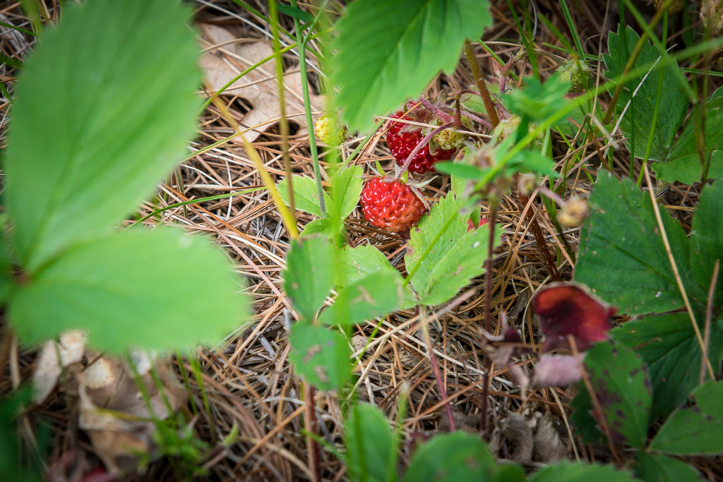Les petites fraises des champs ou des bois