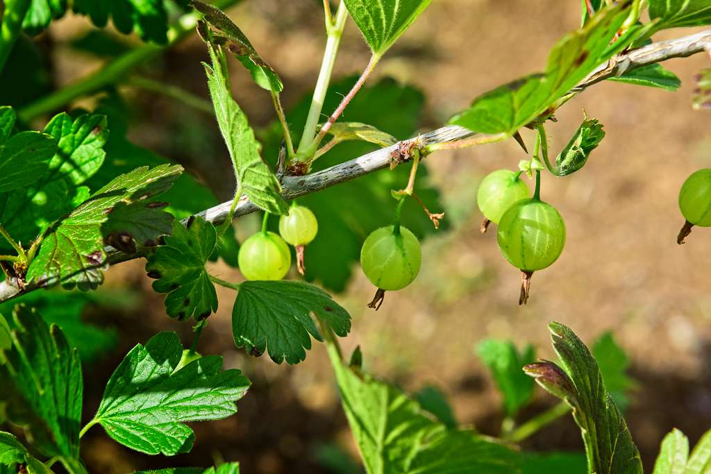 groseille-branche_0600